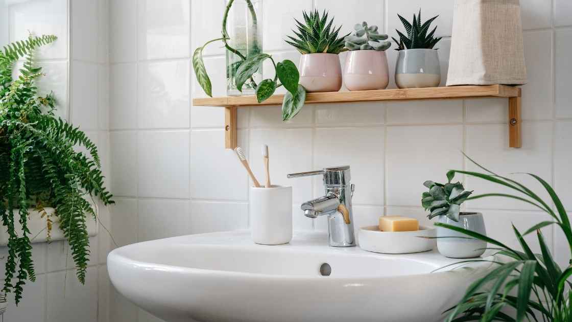 plants for bathrooms australia